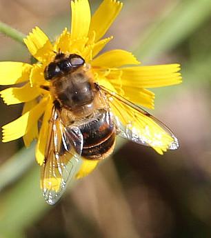 mistbiene-eristalis-tenax-l-1758-weiblich-14858.jpeg