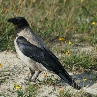 nebelkrahe-25877