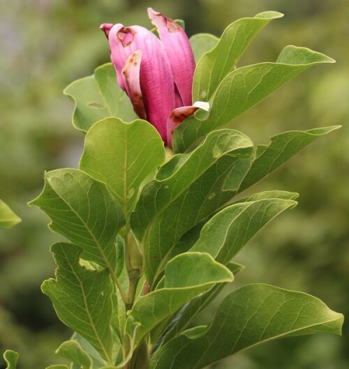 noch-eine-spate-magnolienblute-14853.jpeg