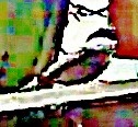 nonnen-oder-sumpfmeise-poecile-palustris-l-1758-30646.jpeg