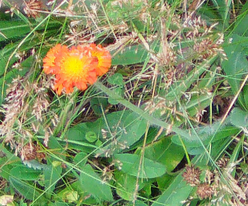 orangerotes-habichtskraut-hieracium-aurantiacum-l-11737.jpeg