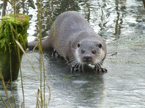otter-6848.jpeg