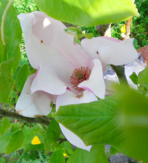 purpur-magnolie-magnolia-liliiflora-11893.jpeg
