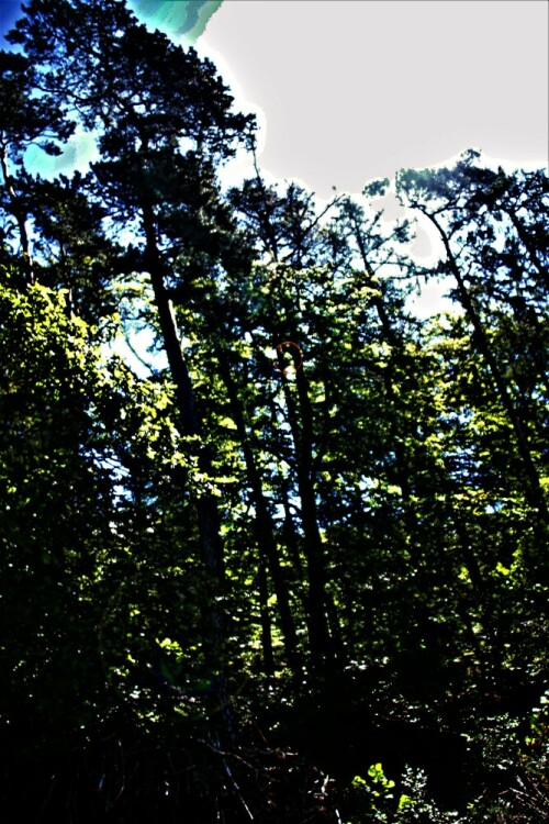 rotbuche-fagus-sylvatica-l-bil-22798.jpeg