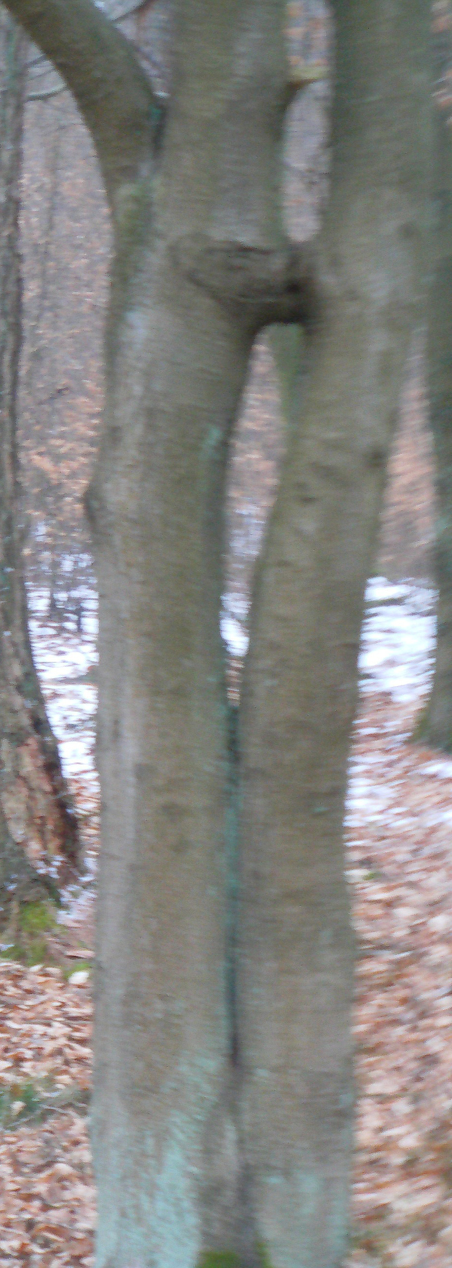 rotbuche-fagus-sylvatica-l-sic-11268.jpeg