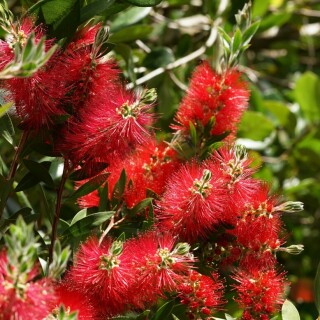 rote-bluten-28667