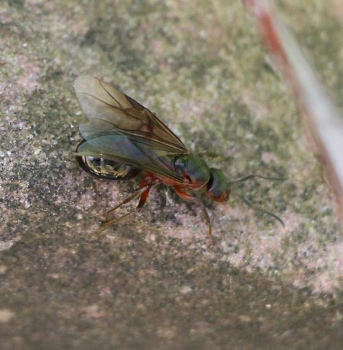 rote-waldameise-formica-rufa-l-1761-14099.jpeg