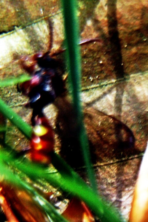 rote-wespenbiene-nomada-armata-20902.jpeg