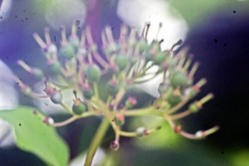 roter-hartriegel-cornus-sanguinea-l-fruchtend-20975.jpeg
