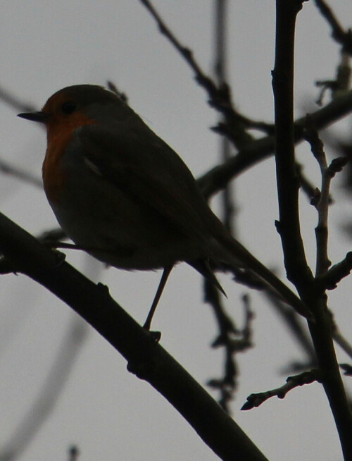 rotkehlchen-erithacus-rubecula-l-1758-16354.jpeg
