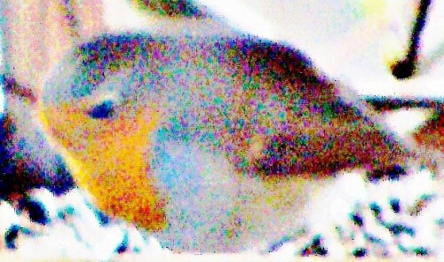 rotkehlchen-erithacus-rubecula-l-1758-31003.jpeg