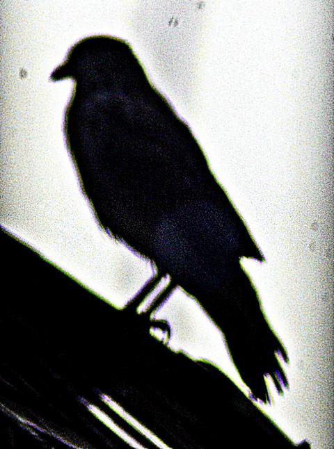 saatkrahe-corvus-frugilegus-l-1758-21015.jpeg