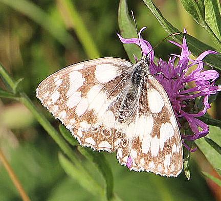schachbrett-melanargia-galathea-l-1758-14661.jpeg