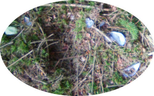 scherzbild-miesmuschel-pfahlmu-11483.jpeg