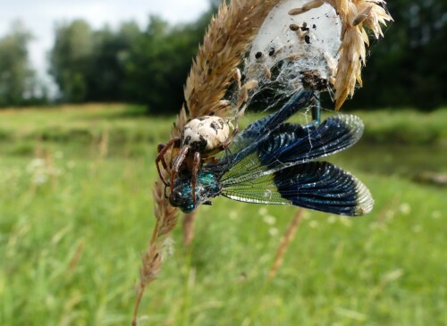 schilfradspinne-mit-gebanderter-prachtlibelle-23245.jpeg