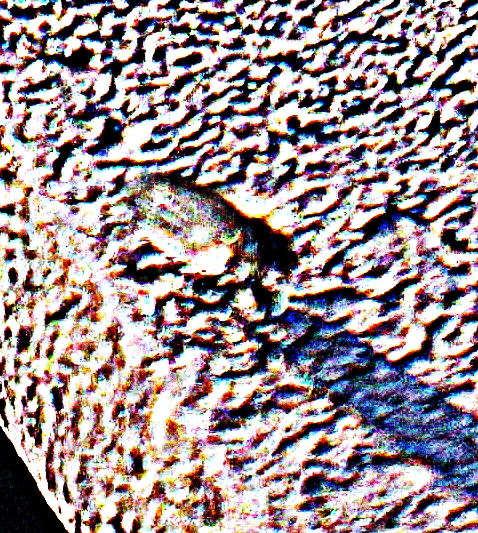 schmetterlingsmucke-psychodidae-20090.jpeg