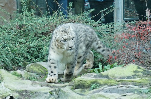 Der Schneeleopard zeigt an diesem Tag einen grimmig entschlossenen Blick, als sei der Streifzug durch das Gehege eine sehr ernste Angelegenheit. Na gut, für ihn ist es das ja auch.

Aufnameort: Kölner Zoo
Kamera: Sony Alpha 7/II