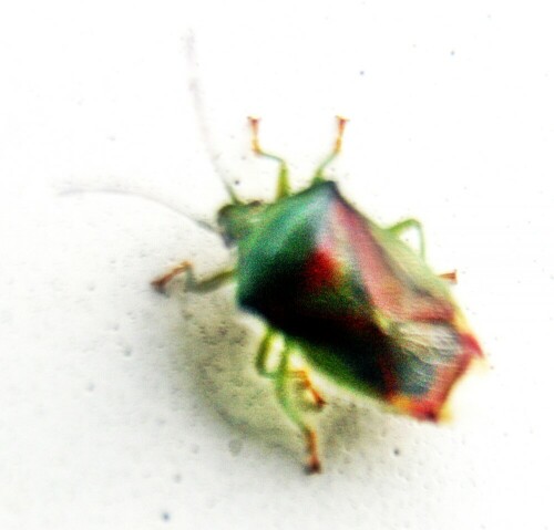 stachelwanze-acanthosoma-haemorrhoidale-l-1758-20969.jpeg