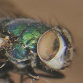 stubenfliege-24186