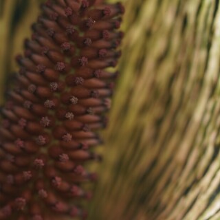 synandrospadix-28662
