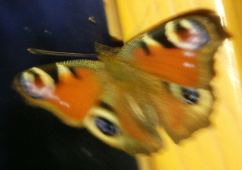tagpfauenauge-aglais-io-l-1758-13164.jpeg
