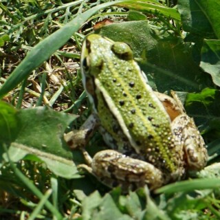 teichfrosch-24159