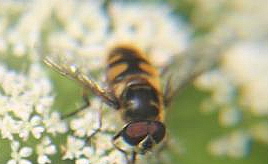 totenkopfschwebfliege-myathropa-florea-l-1758-17458.jpeg