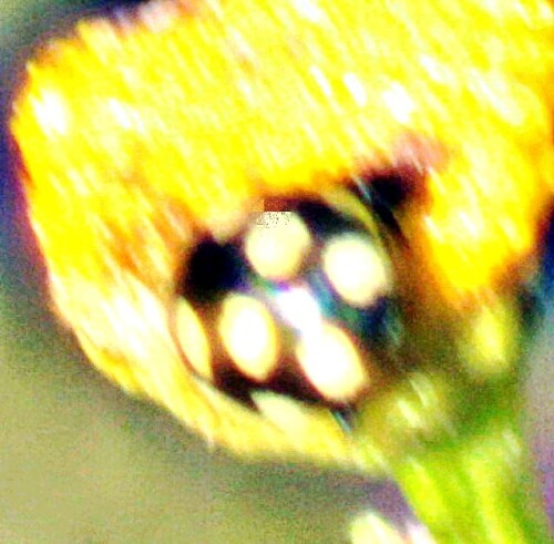 trockenrasen-marienkafer-cocci-29353.jpeg