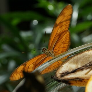 tropischer-schmetterling-25881