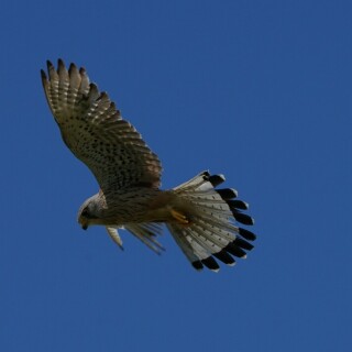 turmfalke-27100