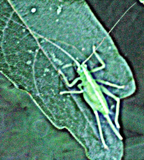 weibliche-nymphe-der-sudlichen-29104.jpeg