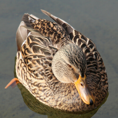 weibliche-stockente-anas-platyrhynchos-l-1758-16341.jpeg