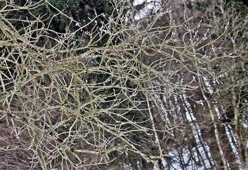 weidenkatzchen-salix-l-20436.jpeg