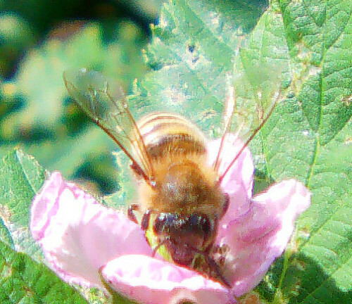 westliche-honigbiene-apis-mellifera-l-1758-10880.jpeg