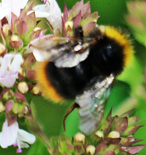 wiesenhummel-bombus-pratorum-l-1761-19167.jpeg