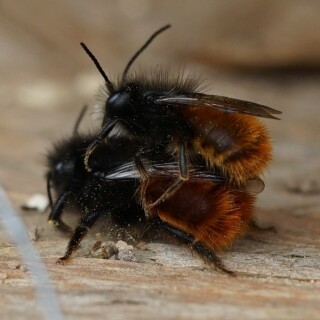 wildbienen-bei-der-paarung-26302