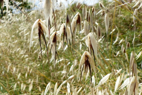 wind-hafer-16502.jpeg