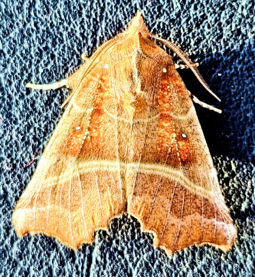 zackeneule-scoliopteryx-libatrix-l-1758-27754.jpeg
