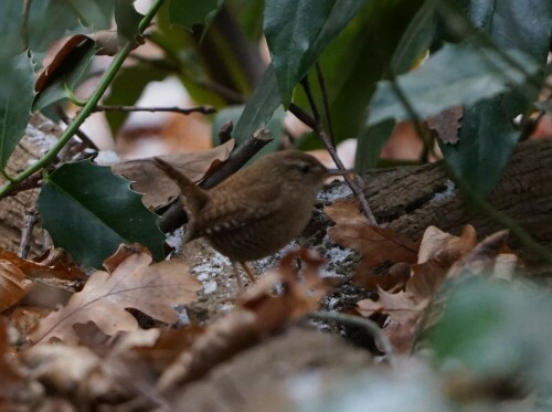 Aufnameort: Thielenbruch
Kamera: Sony Alpha 7/II