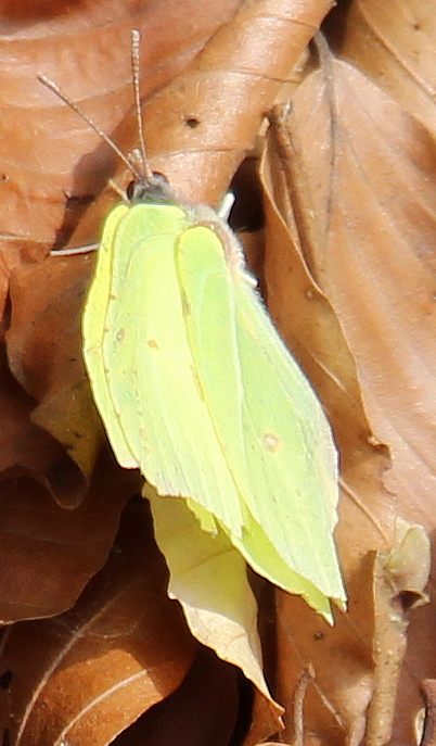 zitronenfalter-gonepteryx-rham-16661.jpeg