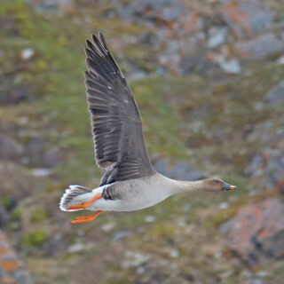 1.5-tundrasaatgans-svalbard