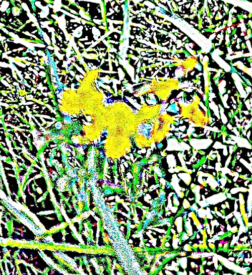 K800_Gemeiner-HornkleeLotus-corniculatusL.-_upscayl_1x_ultrasharp.jpeg