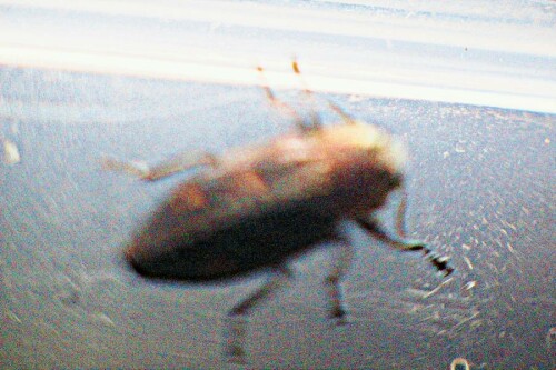 K800_Goldgruben-EichenprachtkaferChysobothris-affinisFabricius-1794-21_upscayl_1x_ultrasharp.jpeg