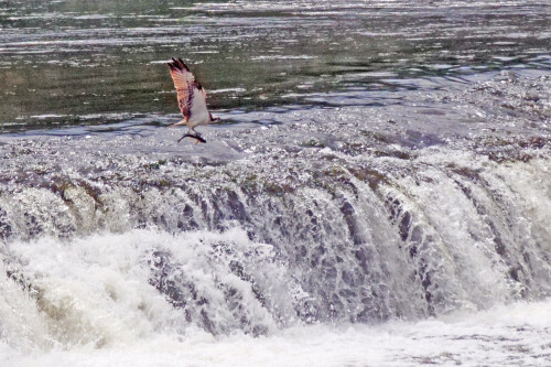 2.2-fischadler-am-wasserfall.jpeg