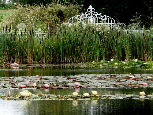 2024-08-04-Seerosengarten-Brunn-1.jpeg