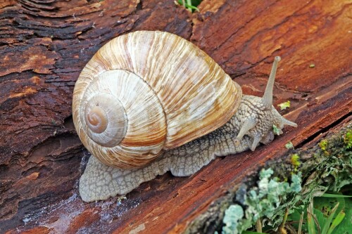 1.1-weinbergschnecke.jpeg
