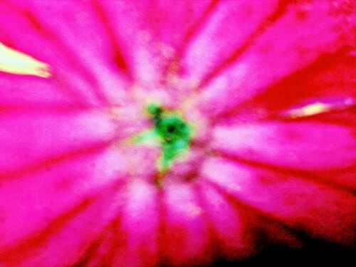 K800_Kronen-LichtnelkeSilene-coronariaL.Clairv.-11_upscayl_1x_ultrasharp.jpeg