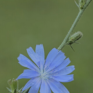 Gemeine-Wegwarte_Cichorium-intybus_20130716_0007_B_Web