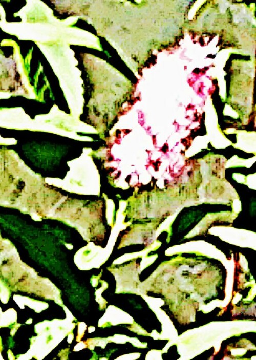 K800_Weidenblattriger-SpierstrauchSpiraea-salicifoliaL.-am-Stromkasten-An-der-Lei_upscayl_1x_ultrasharp.jpeg