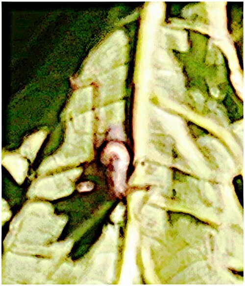 Gewohnliche-Strauchschreckepholidoptera-griseoapteraDe-Geer-1773-in-der-Badewanne-mit-Zuchini.jpeg